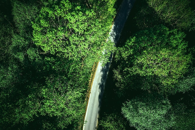 Estrada na vista do Green Forest Drone