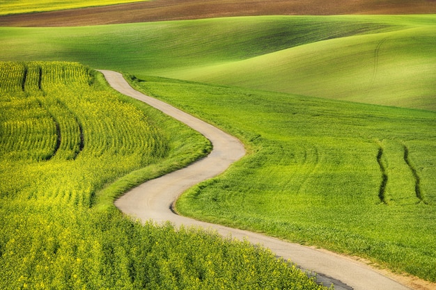 Estrada nas ondas de campo verde