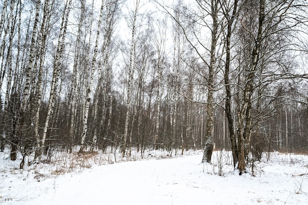 Estrada nevada através da paisagem de floresta de inverno de birch grove