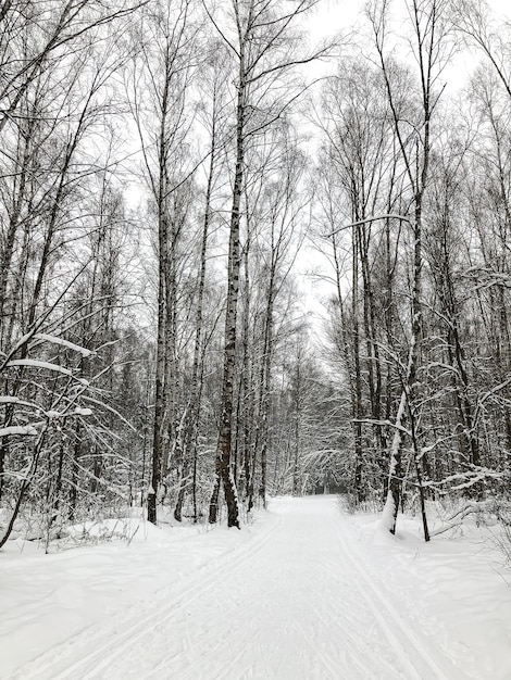 Estrada nevada através da paisagem de floresta de inverno de birch grove