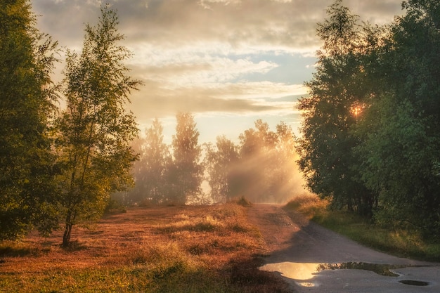 Estrada no campo no início da manhã com raios de sol perto da floresta de outono