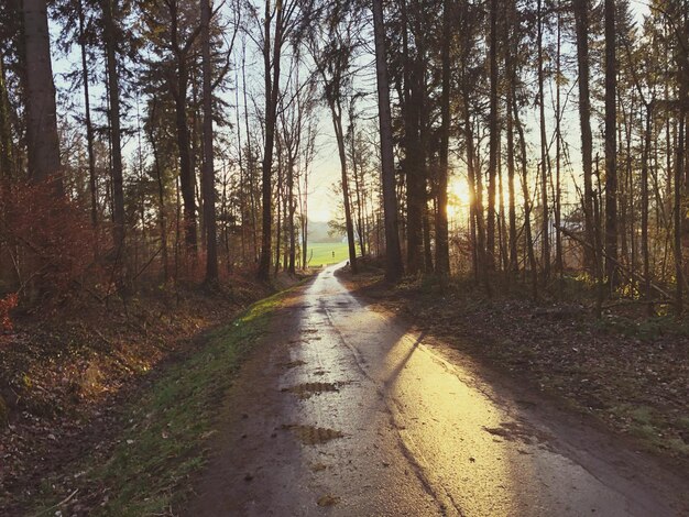 Foto estrada no meio das árvores na floresta