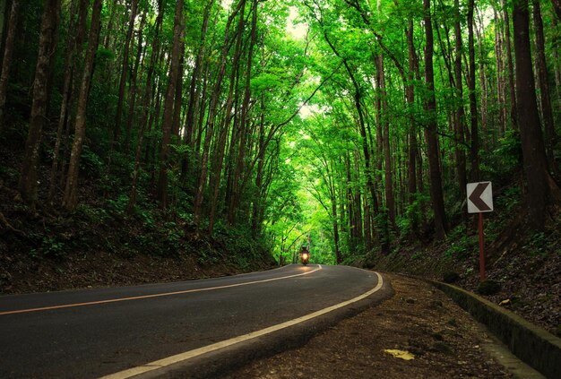 Estrada no meio das árvores na floresta