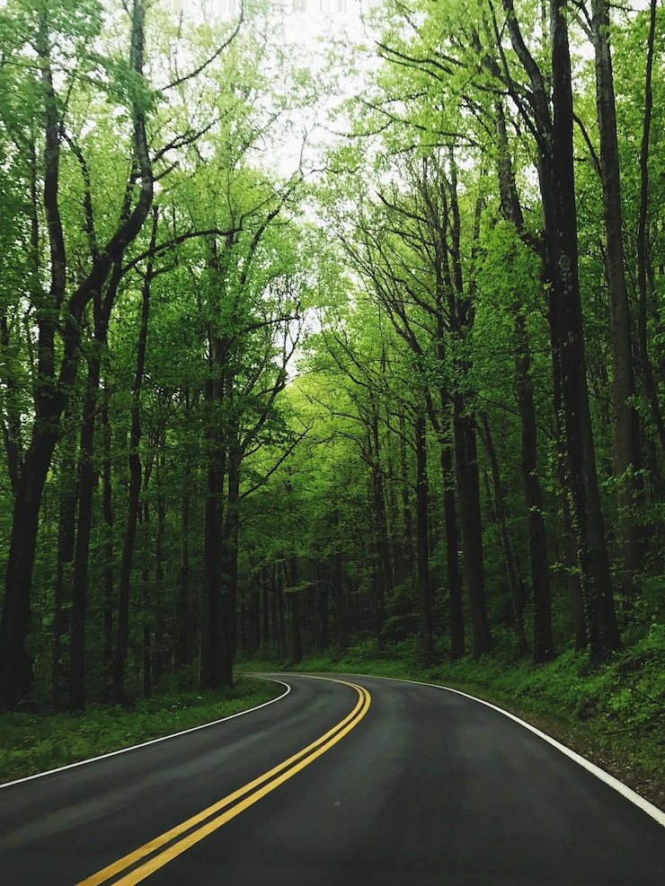 Foto estrada no meio das árvores na floresta