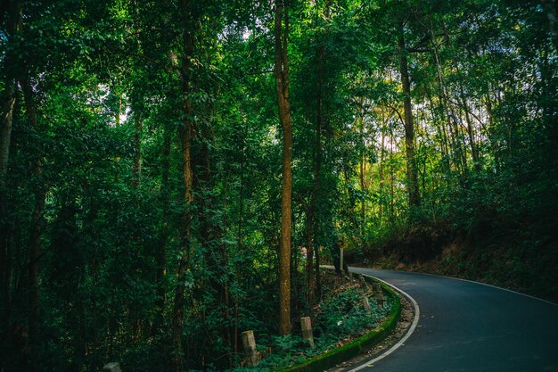 Foto estrada no meio das árvores na floresta