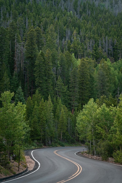 Estrada no meio das árvores na floresta