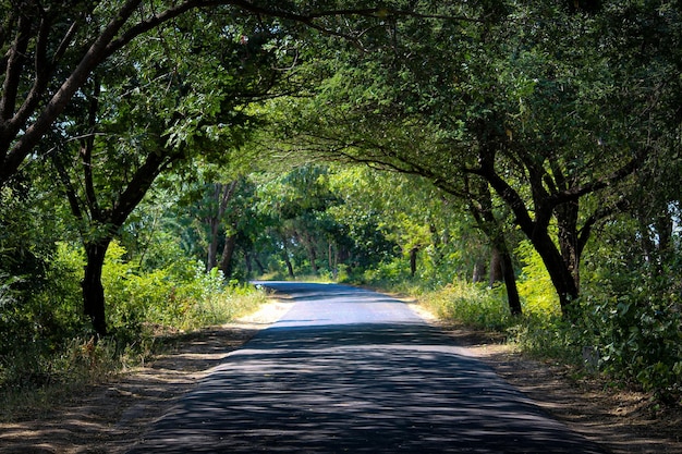 Foto estrada no meio das árvores na floresta