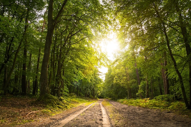 Estrada no meio das árvores na floresta