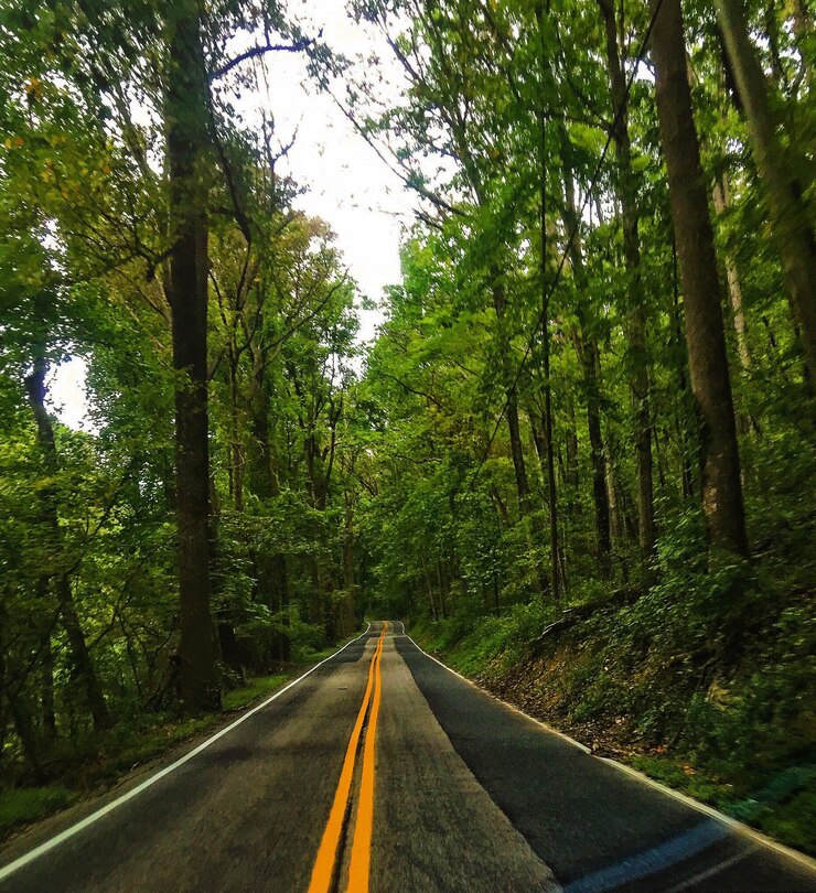 Foto estrada no meio das árvores na floresta