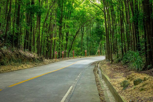 Foto estrada no meio das árvores na floresta