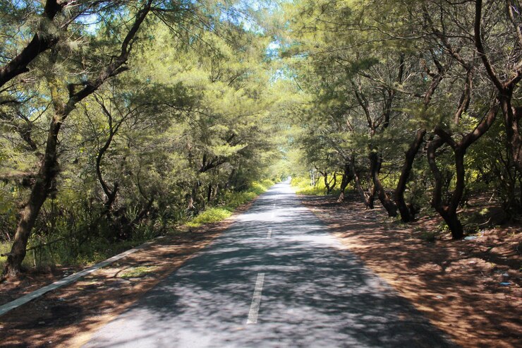 Foto estrada no meio das árvores na floresta