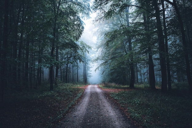 Estrada no meio das árvores na floresta