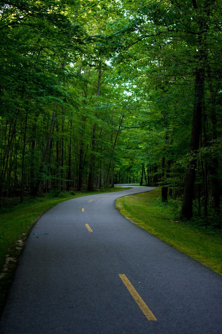 Foto estrada no meio das árvores na floresta