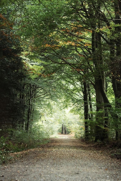 Estrada no meio das árvores na floresta