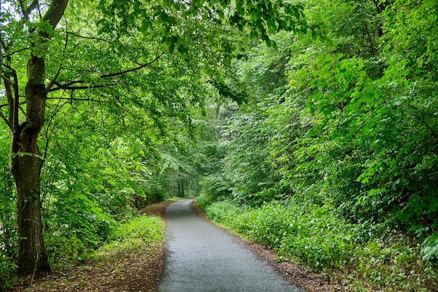 Estrada no meio das árvores na floresta