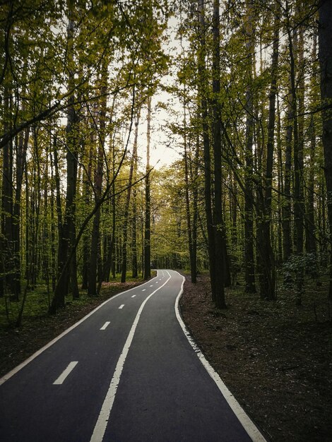 Foto estrada no meio das árvores na floresta