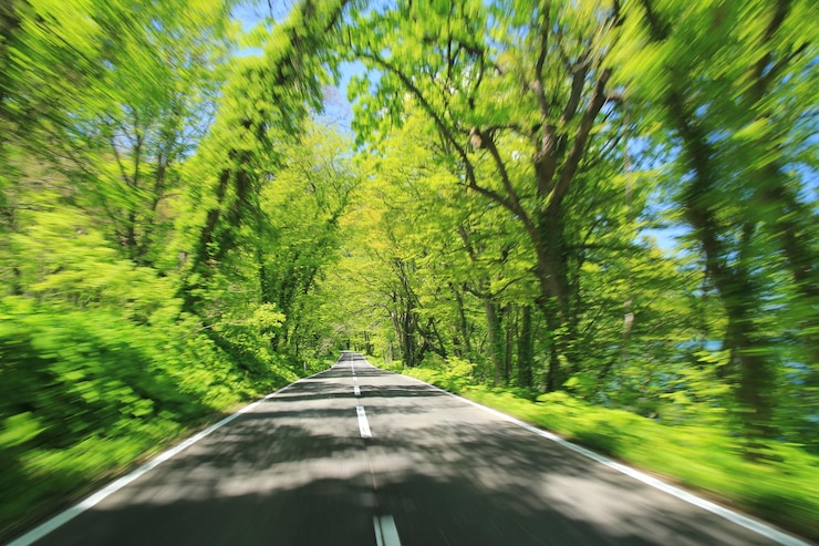 Foto estrada no meio das árvores na floresta
