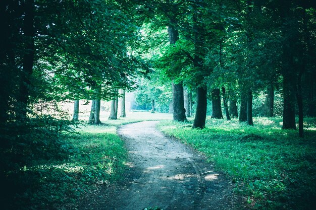 Estrada no parque florestal na primavera