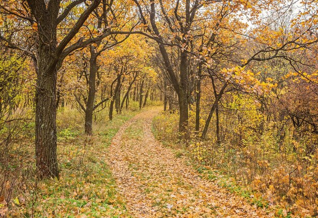 Estrada no parque outono com folhas douradas