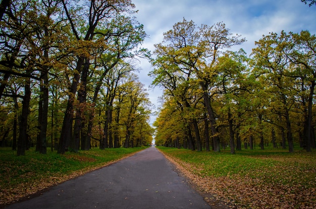 Estrada no parque