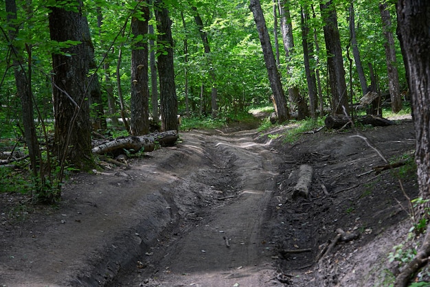 Estrada para carros na floresta fechada