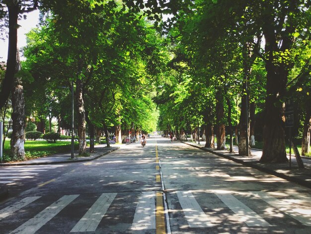 Foto estrada passando por ruas arborizadas