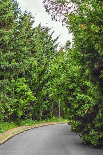 Estrada pavimentada atravessa a floresta de pinheiros