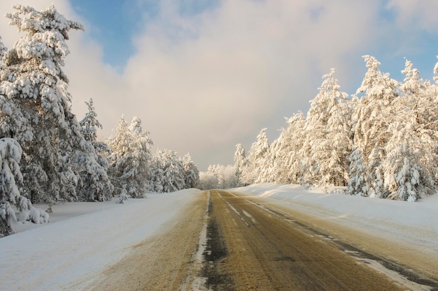 Estrada pela floresta de inverno