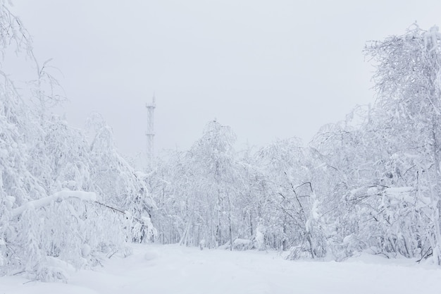 Estrada pela floresta e uma torre de celular gelada à distância após uma queda de neve