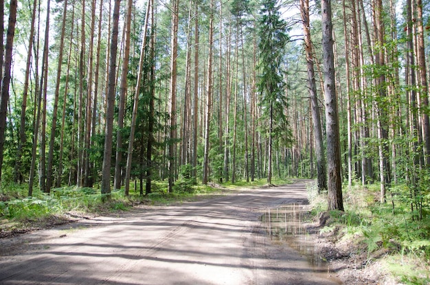 estrada pela floresta no verão em tempo ensolarado