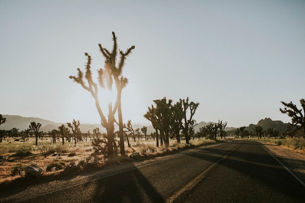 Estrada pelo deserto da Califórnia