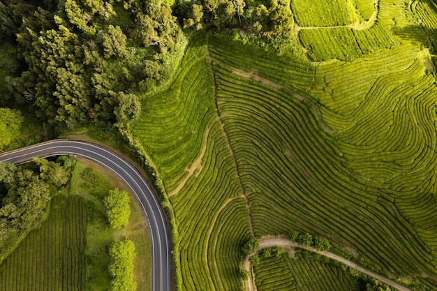 Estrada perto da plantação de chá verde