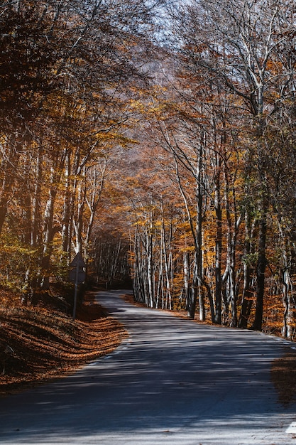 Estrada por uma floresta outonal ao pôr do sol