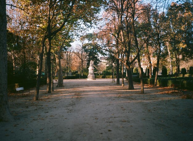 Estrada que passa por árvores