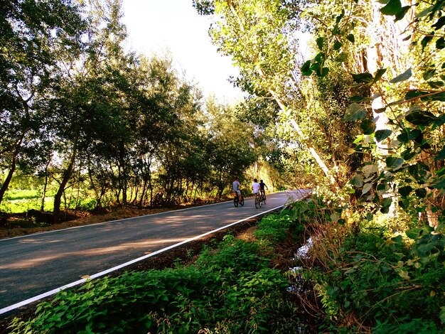 Foto estrada que passa por árvores