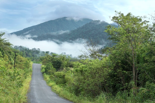 estrada reta pela selva