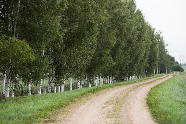 Estrada rural através da floresta de bétulas na primavera