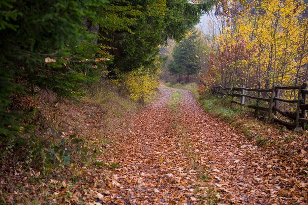 estrada rural através da floresta outonal em uma manhã nublada