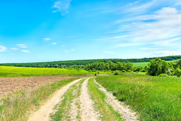 Estrada rural através de campo e floresta em dia ensolarado de verão