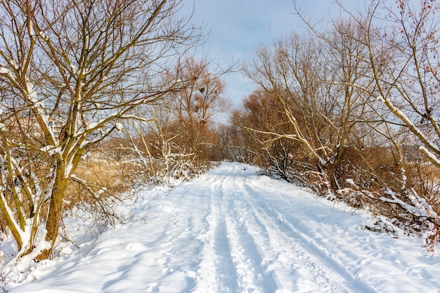 Estrada rural coberta de neve entre árvores e arbustos em um dia ensolarado de inverno