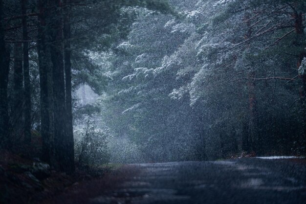 Estrada rural coberta de neve flanqueada por pinheiros altos durante fortes nevascas