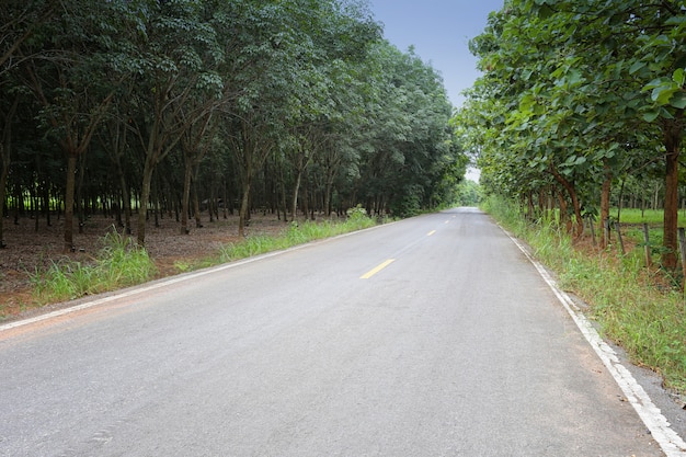 Estrada rural com árvores.