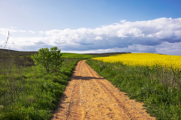 Estrada rural com campos de colza amarelo de um lado e trigo crescendo do outro