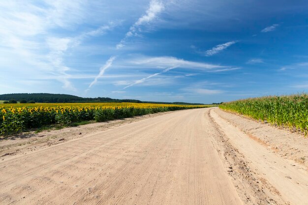 Estrada rural de cascalho sem asfalto ao longo dos campos rodoviários com plantas agrícolas verdes de milho