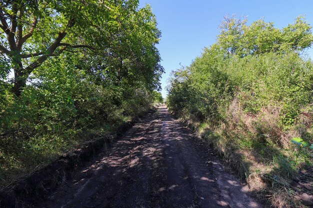 estrada rural entre árvores, trilhas de automóveis em uma estrada verde