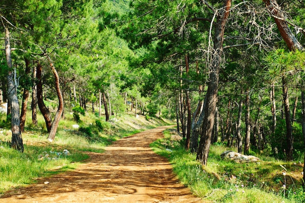 Estrada rural na exuberante floresta montanhosa da Turquia