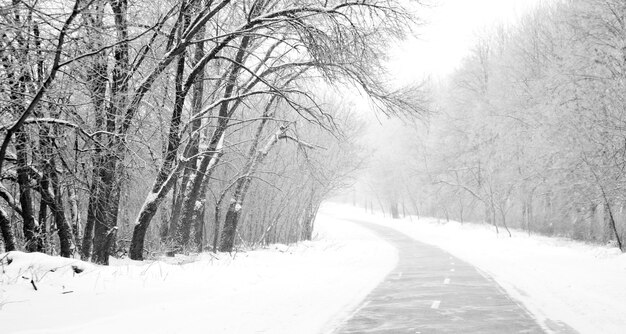 Estrada rural na floresta de inverno