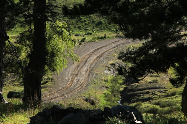 estrada rural na floresta