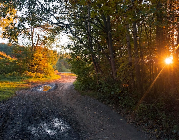 Estrada rural na saída da floresta à noite ao pôr do sol no outono