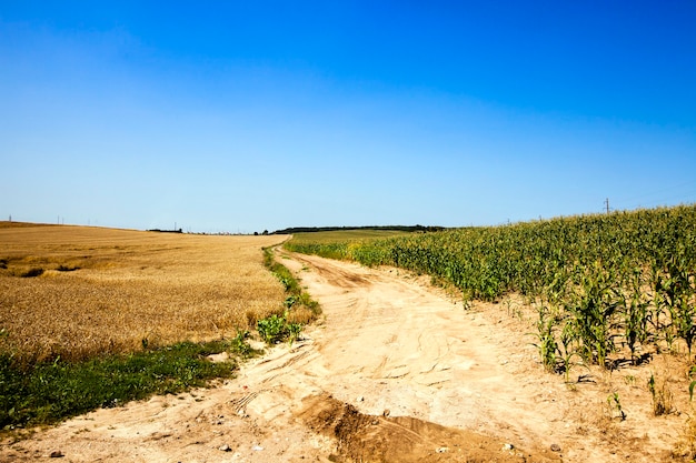 Estrada rural não asfaltada através de um campo agrícola